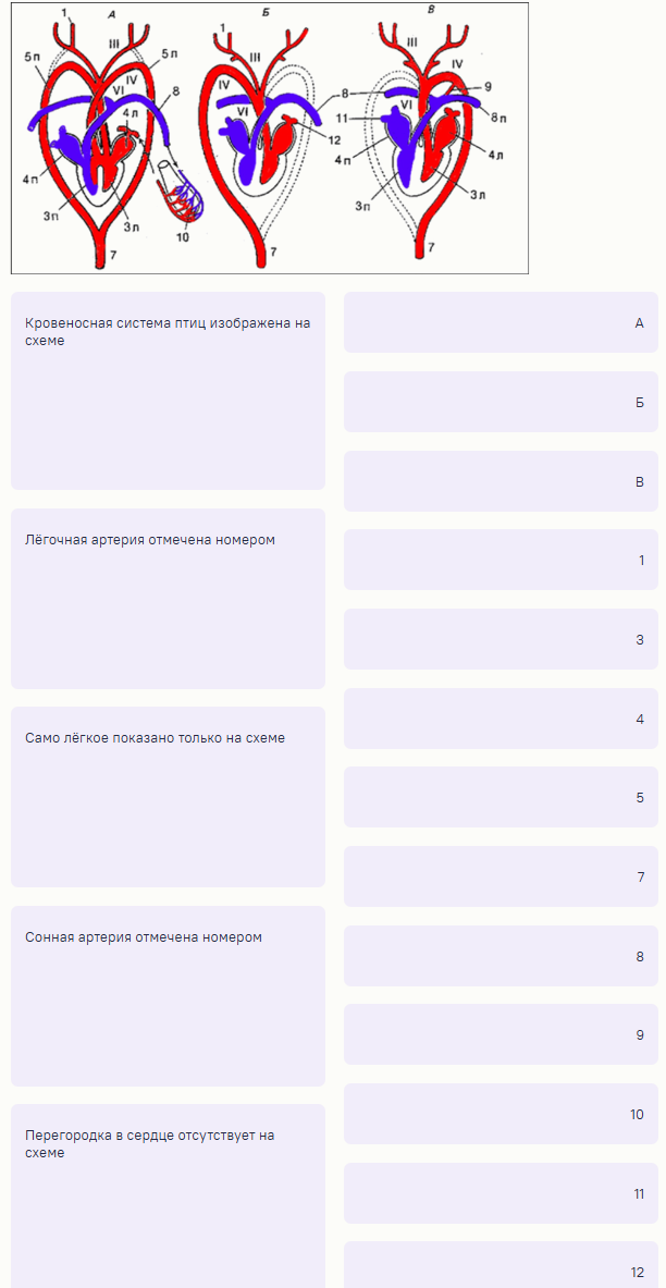 турнир ломоносова по биологии 2025
