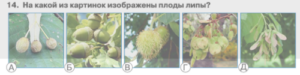 14 задание чип 2024 5-6 класс