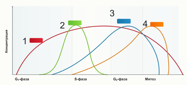 График концентрации циклинов в клеточном цикле: кривые 1–4