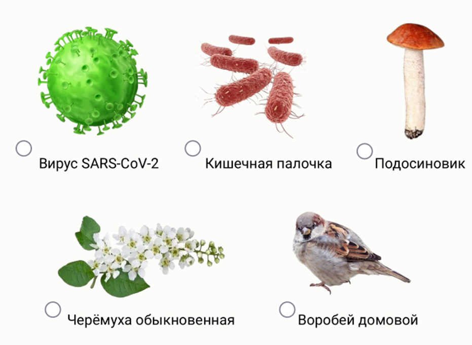 Изображения к заданию об организмах с линейными хромосомами