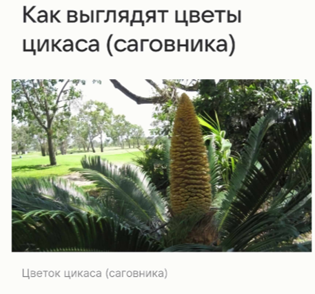 Картинка с подписью из задания о цикасе