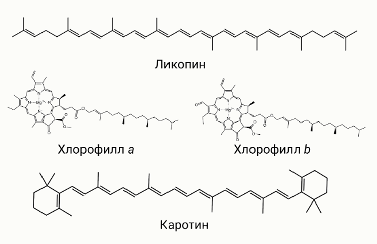 Разделение растительных пигментов методом тонкослойной хроматографии