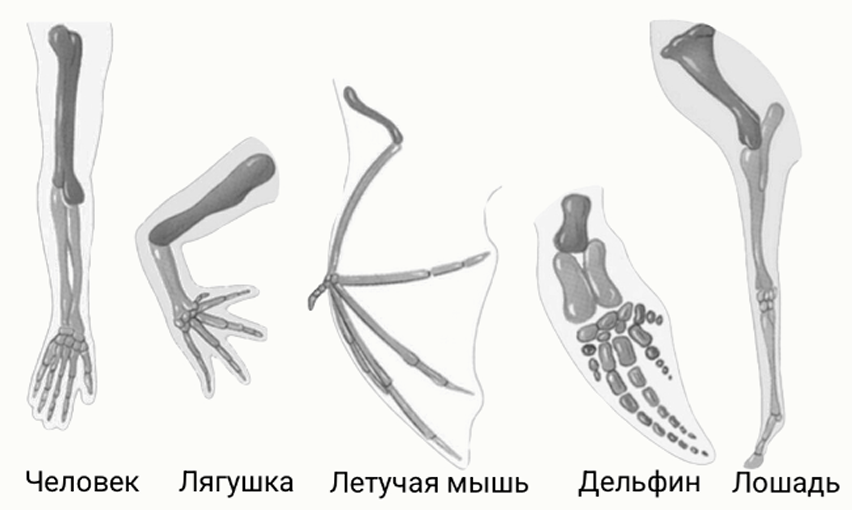 Иллюстрация к заданию