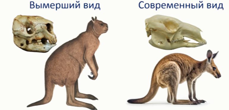 Короткомордые кенгуру из задания об укороченных челюстях