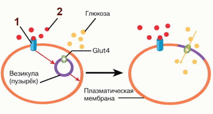 Схема взаимодействия веществ, обозначенных цифрами 1 и 2