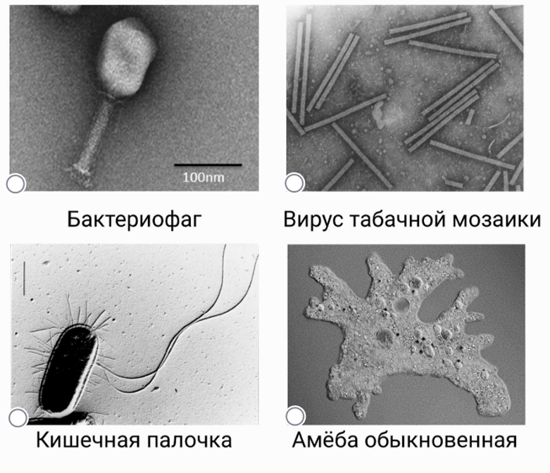 олимпиада по биологии 7 класс сириус 9 октября 2026